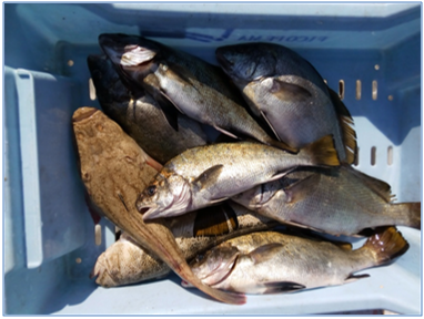 EL PARLAMENT PIDE AL GOVERN QUE VALORE AUTORIZAR LA PESCA SUBMARINA EN RESERVAS MARINAS